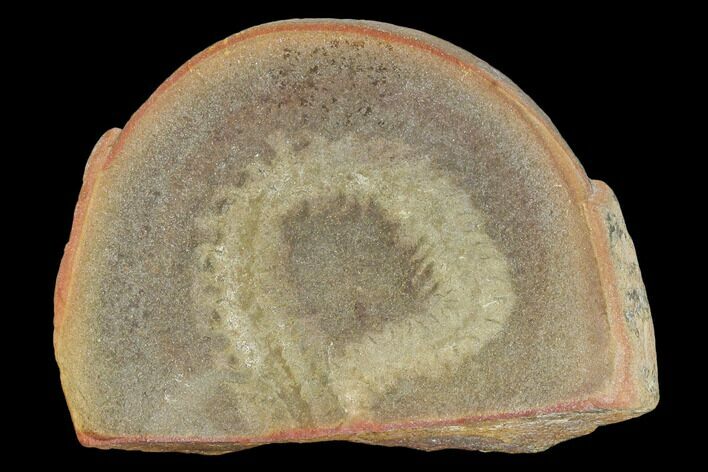 Worm (Astreptoscolex) Fossil (Pos/Neg) - Mazon Creek #113225